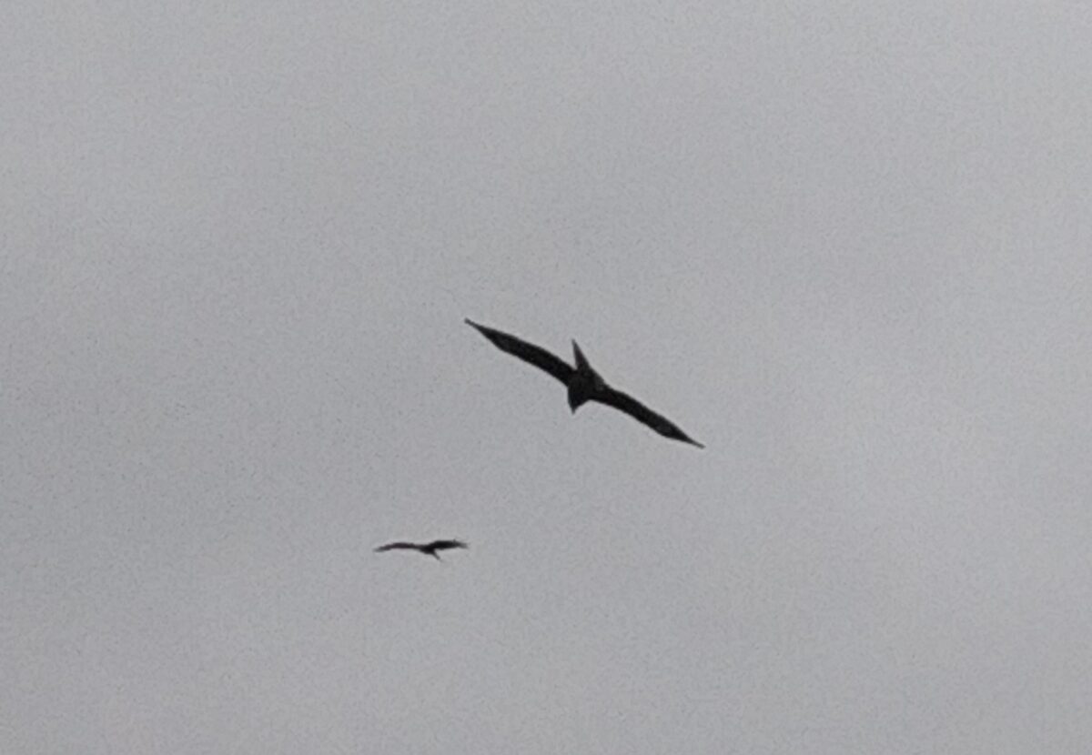 お知らせ Qeハーモニー